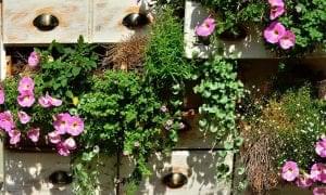 Cum pregatim plantele de balcon pentru sezonul rece