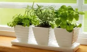 Plante de apartament care purifica aerul