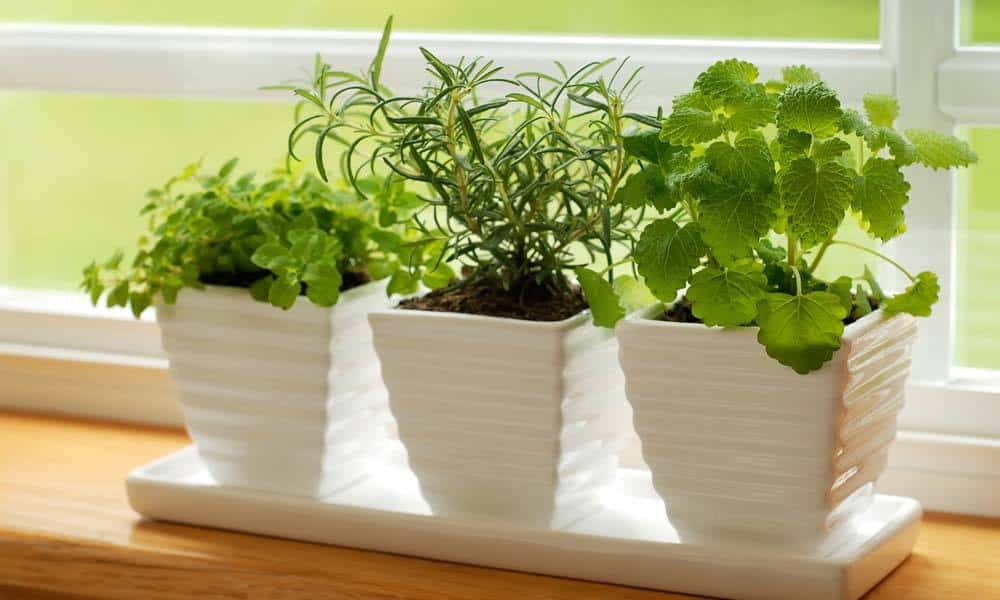 Plante de apartament care purifica aerul