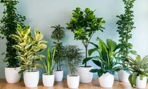 Plante de interior care te scapa de alergii