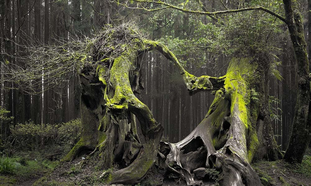 Padurea Hoia-Baciu, obiectivul turistic paranormal al Clujului