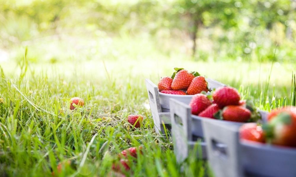 Căpșuni: Beneficii si retete