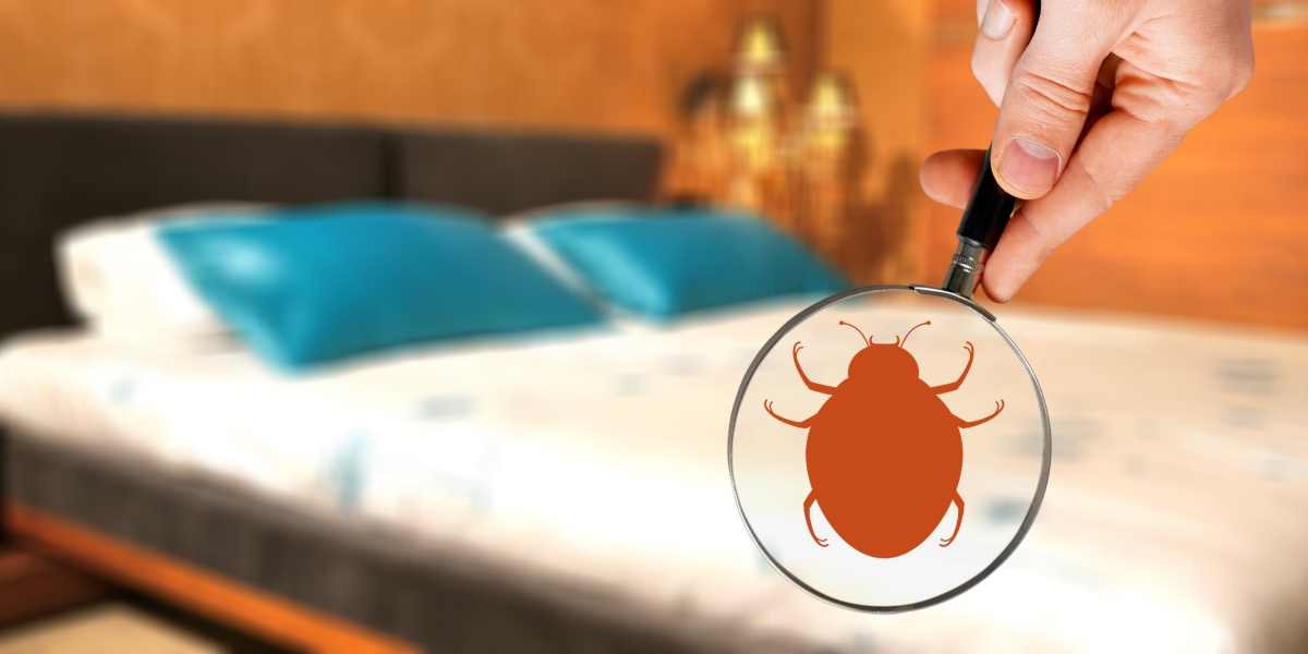 Ghid Complet pentru o Vară Fără Insecte în Casă