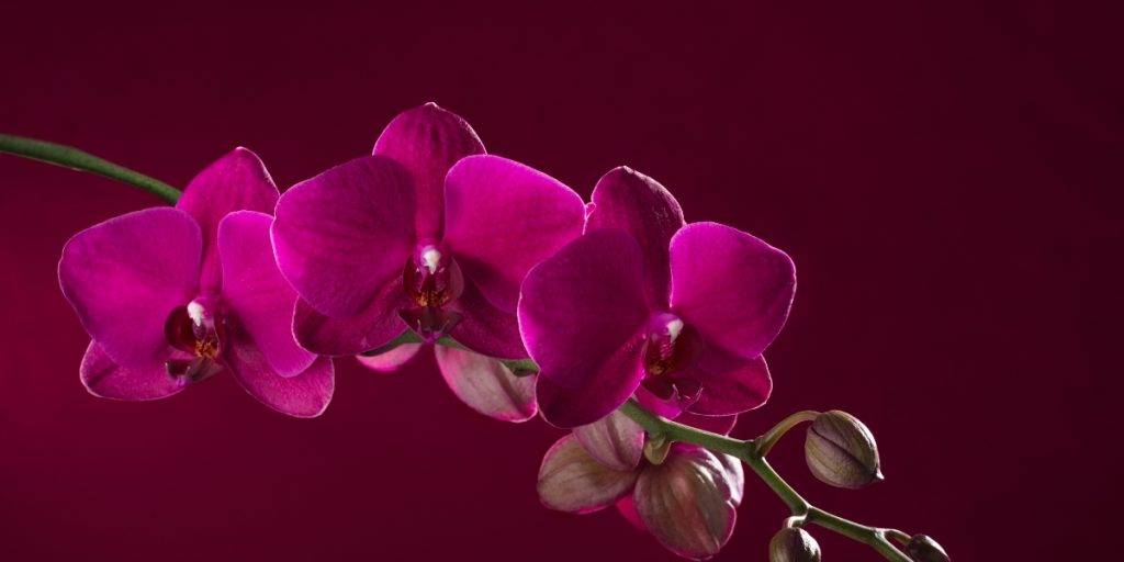 recomandari orhidee