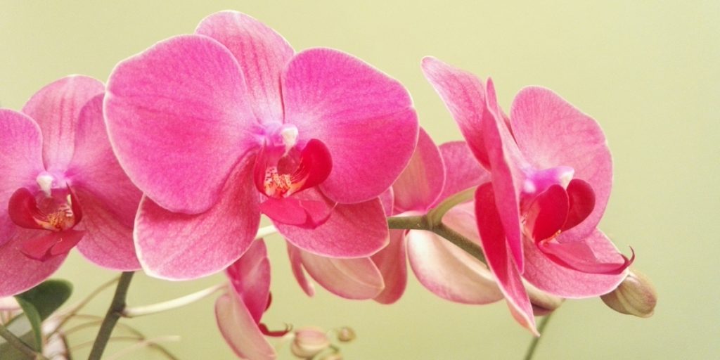 udarea orhideelor